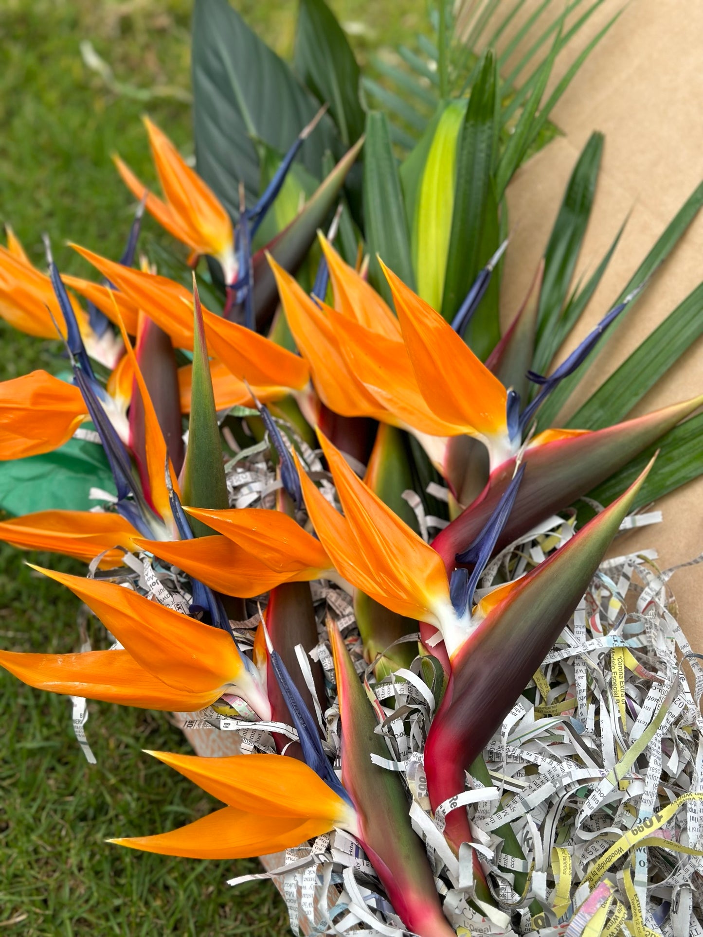 Birds of Paradise