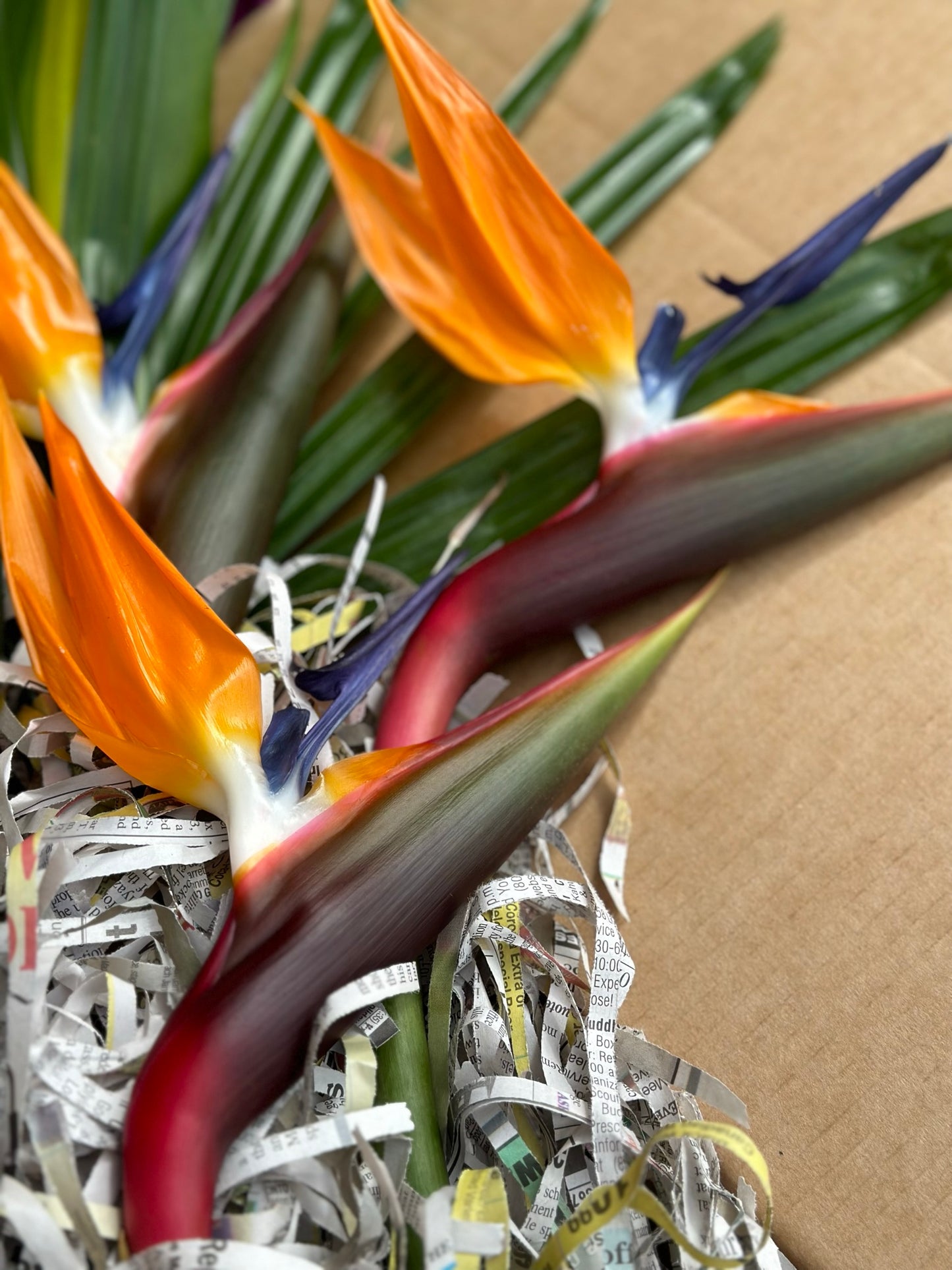Birds of Paradise