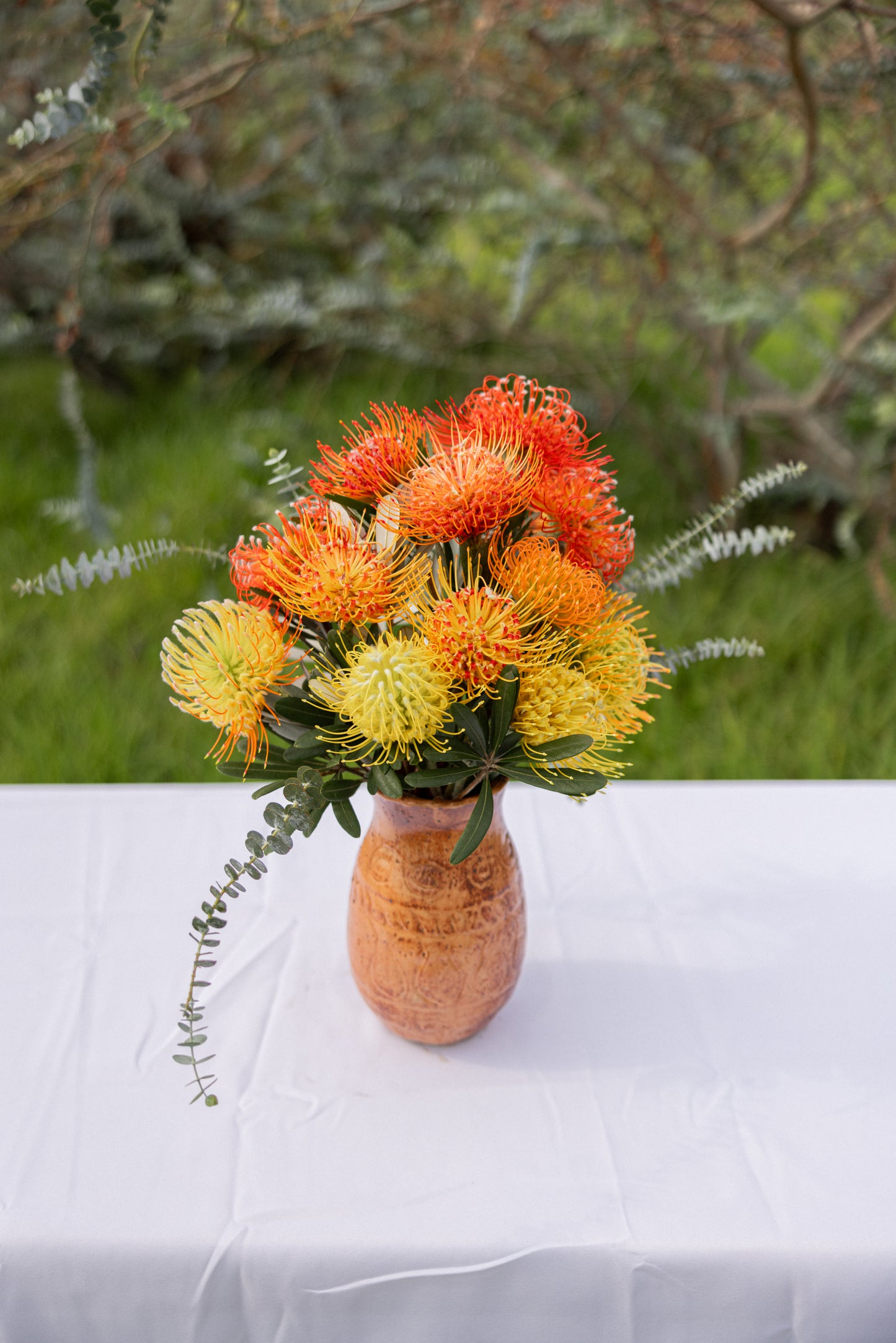 Pincushion Protea