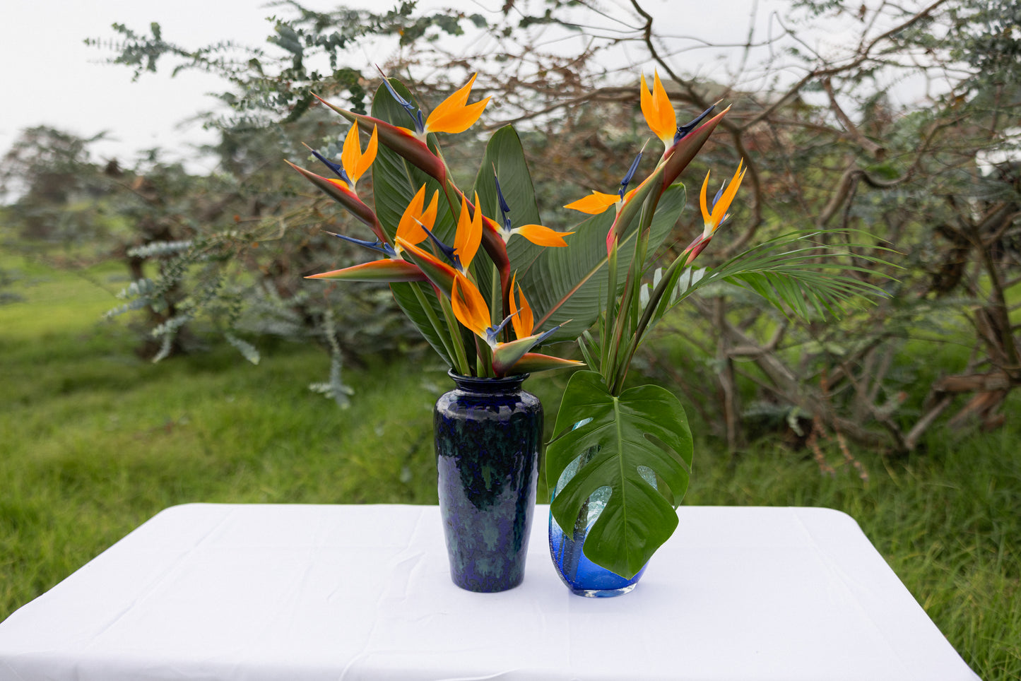Birds of Paradise