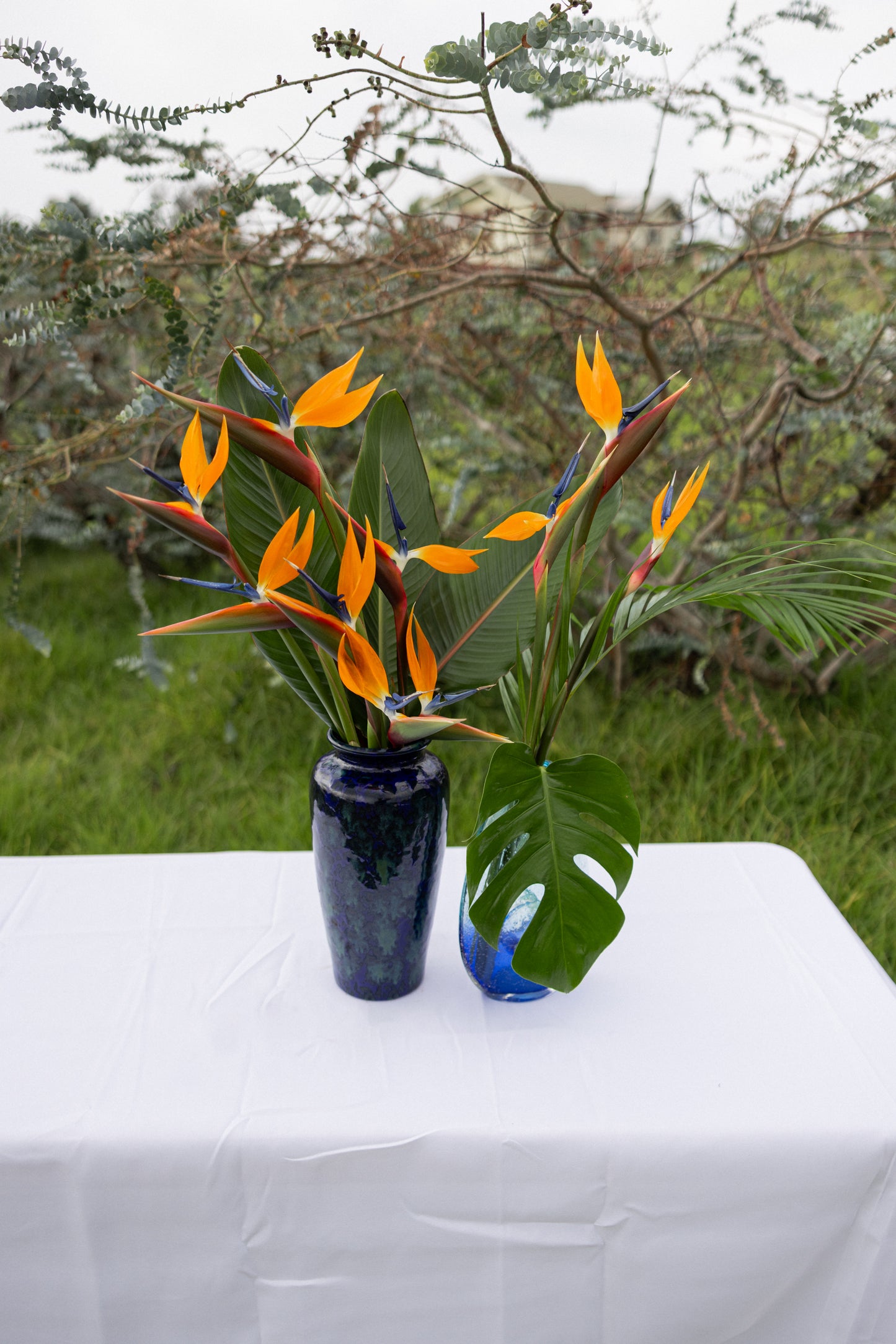 Birds of Paradise