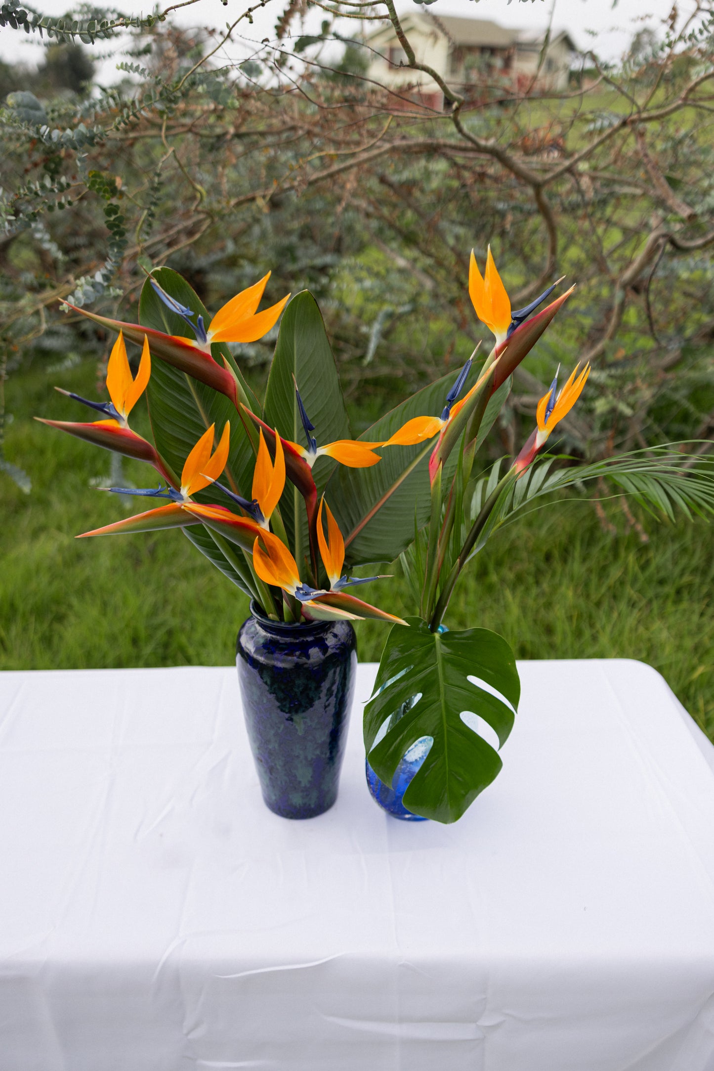 Birds of Paradise