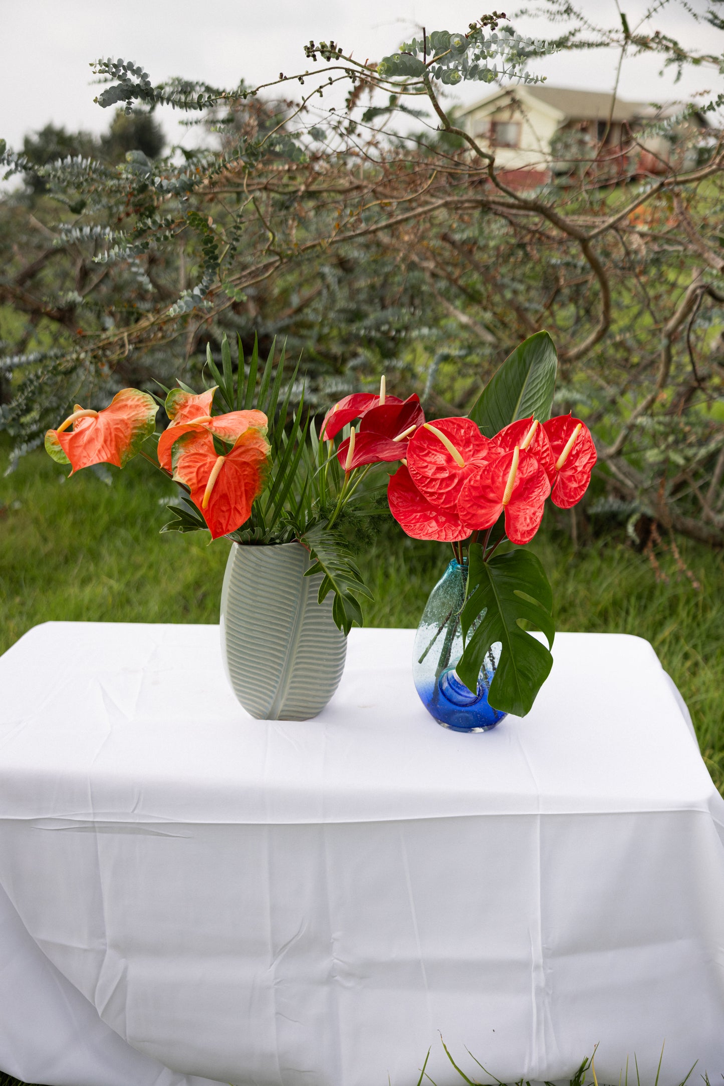 Anthuriums