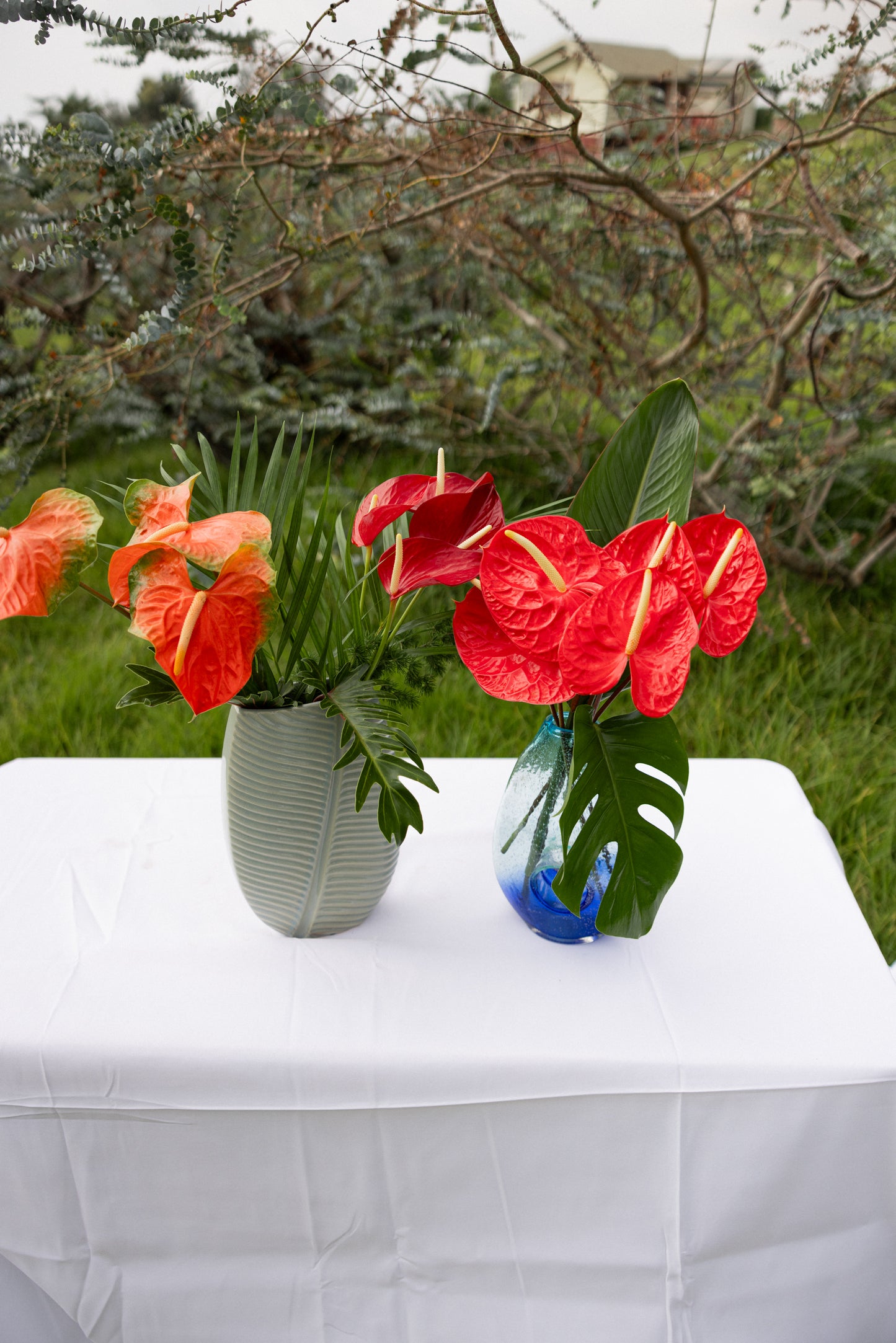 Anthuriums