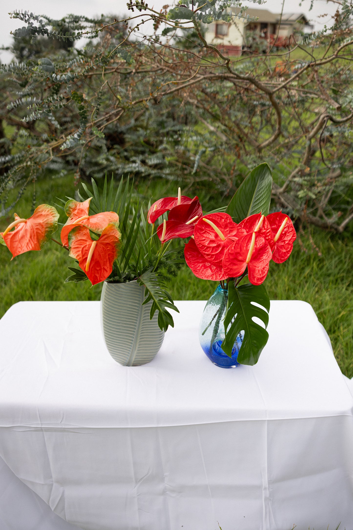 Anthuriums