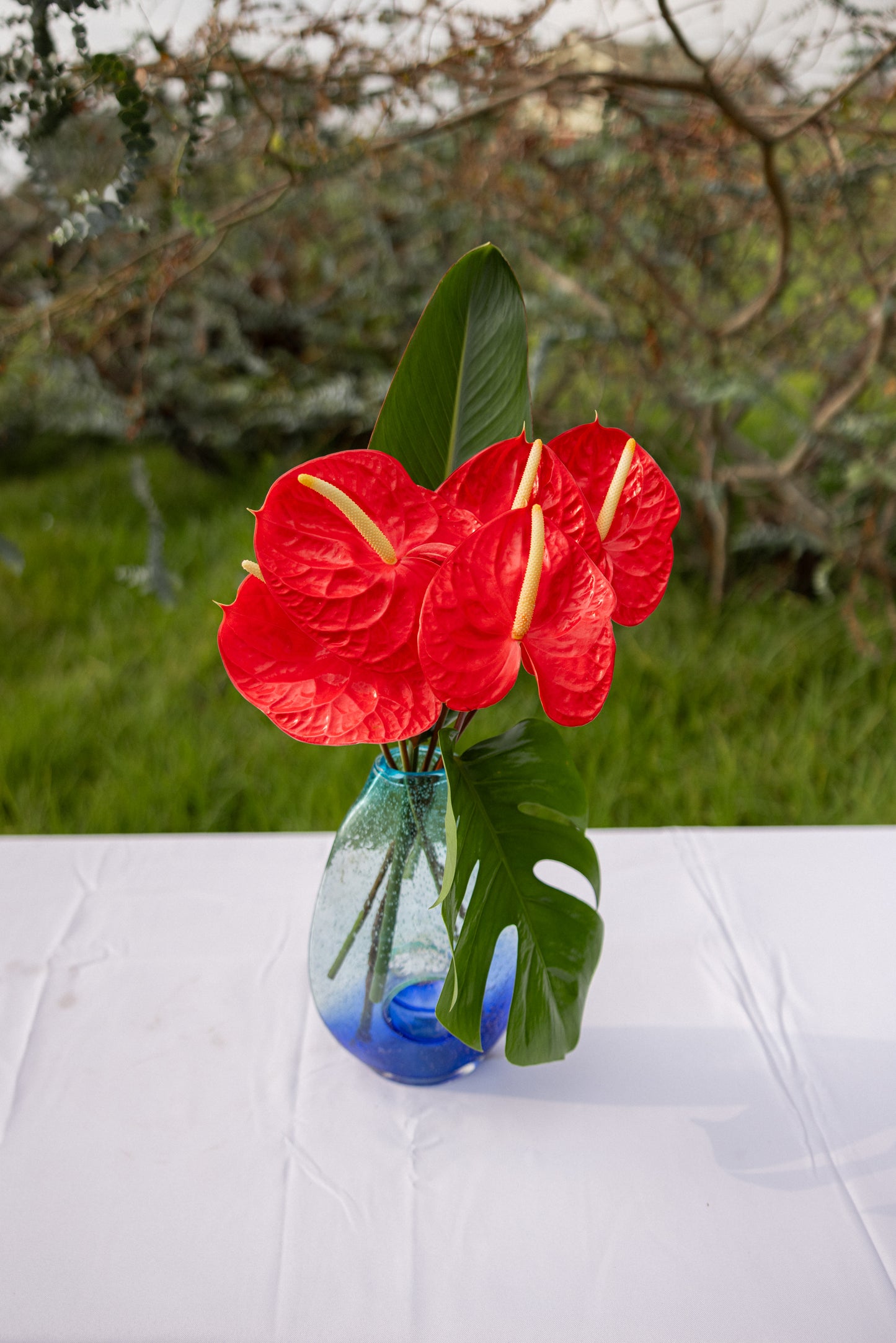 Anthuriums