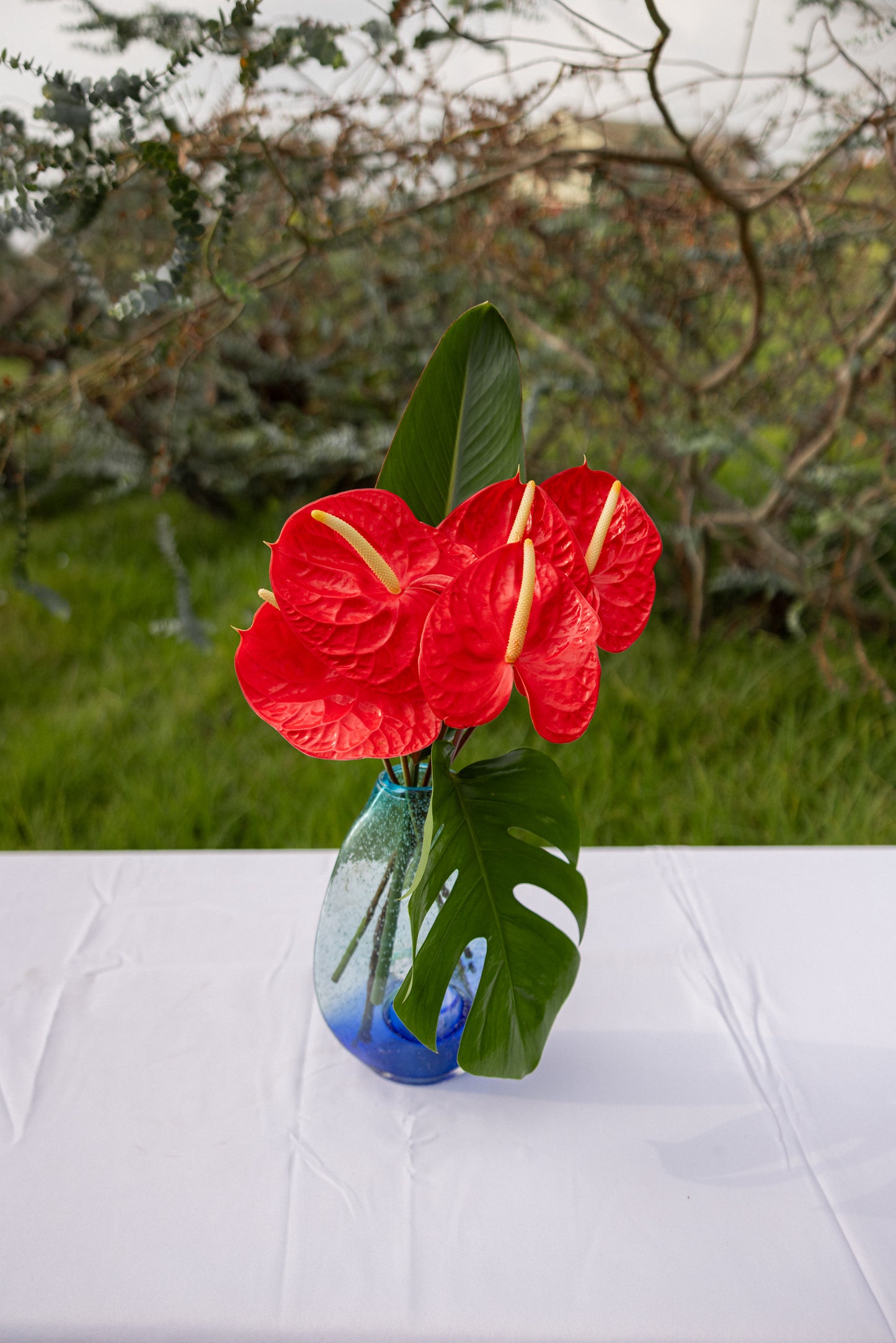 Anthuriums